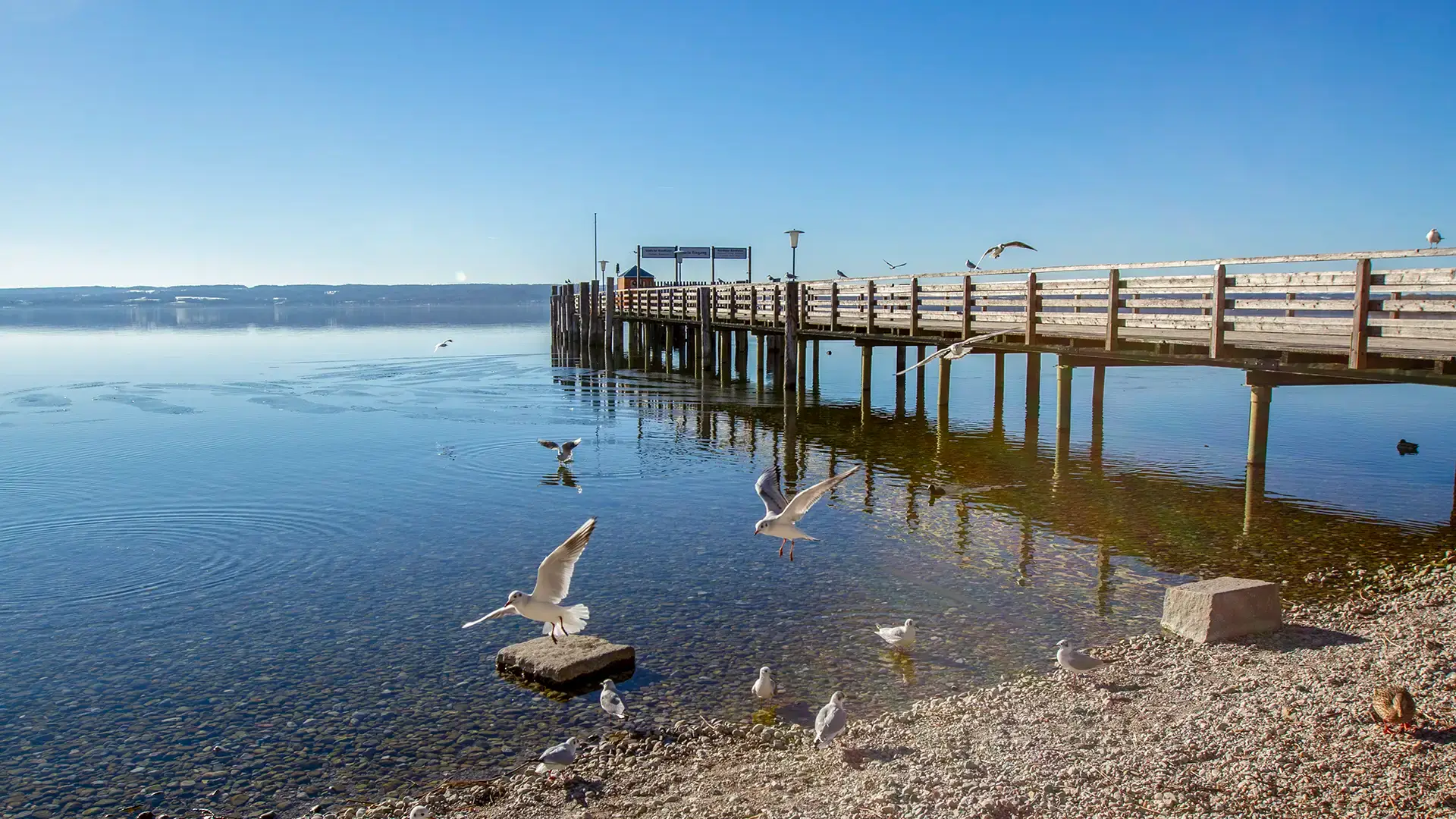 fuenfseen-herrsching-ammersee-dampfersteg-moewen-bmwidmann Lachmöwen im Winterkleid am Kiesufer vor dem Dampfersteg Herrsching am Ammersee