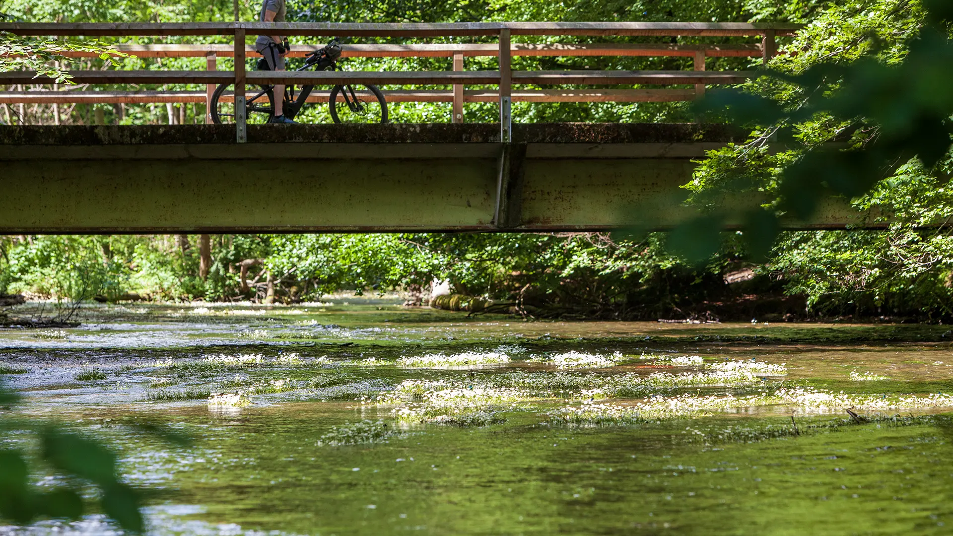 Blühender Wasserhahnenfuß in der Würm bei Leutstetten, darüber ein Radfahrer auf der Brücke