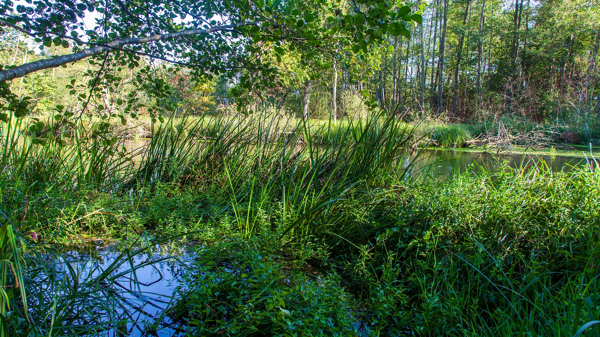 Wasserspiegelung der Würm im Leutstettener Moor im Sommer
