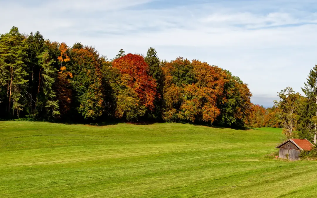 herbstwald, gemähte Wiese und rechts ein Stadl auf dem Andechser Höhenrücken.