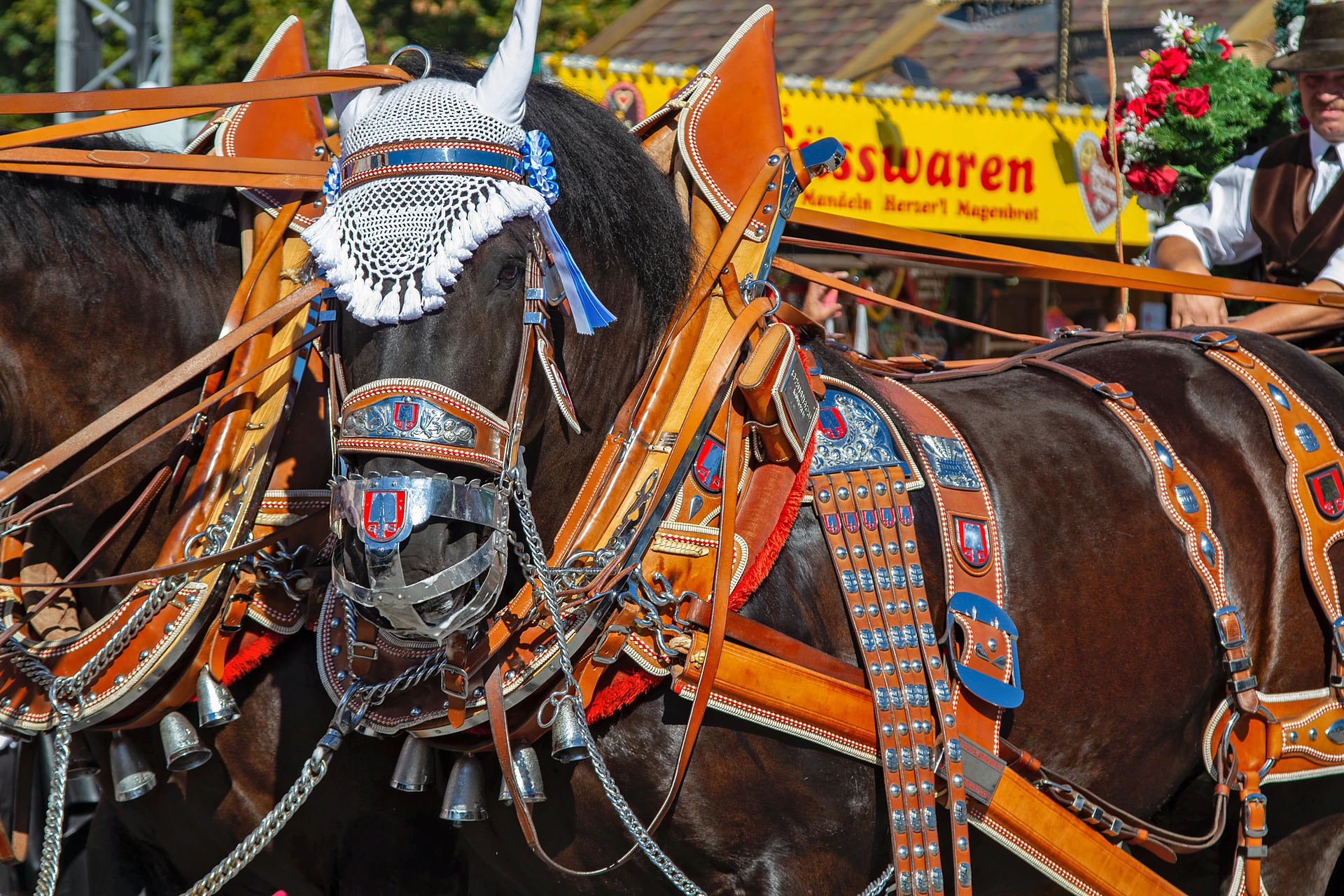 Kopf und Schulter eines Kaltbluts der Spaten-Brauerei mit reich beschlagenem Festgeschirr, Schellen und weißem Fliegennetz, Einzug der Festwirte auf dem Oktoberfest München