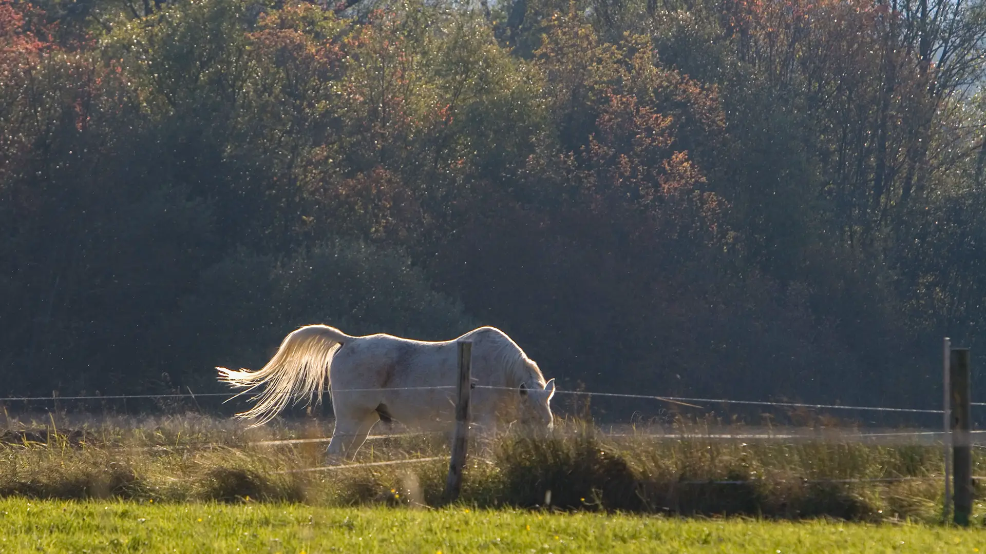 Pferd auf der Koppel Murnauer Moos Bayern im Herbst.