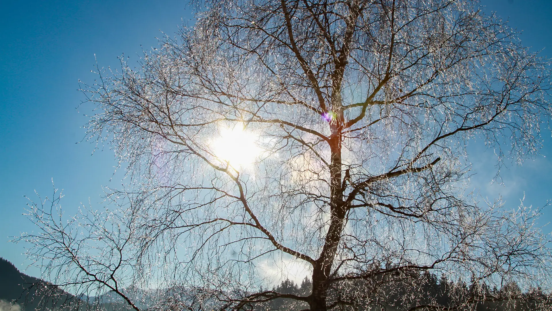 Vereister kahler Baum vor blauem Winterhimmel, die Sonne scheint durch die Äste, im Hintergrund bewaldete Hügel