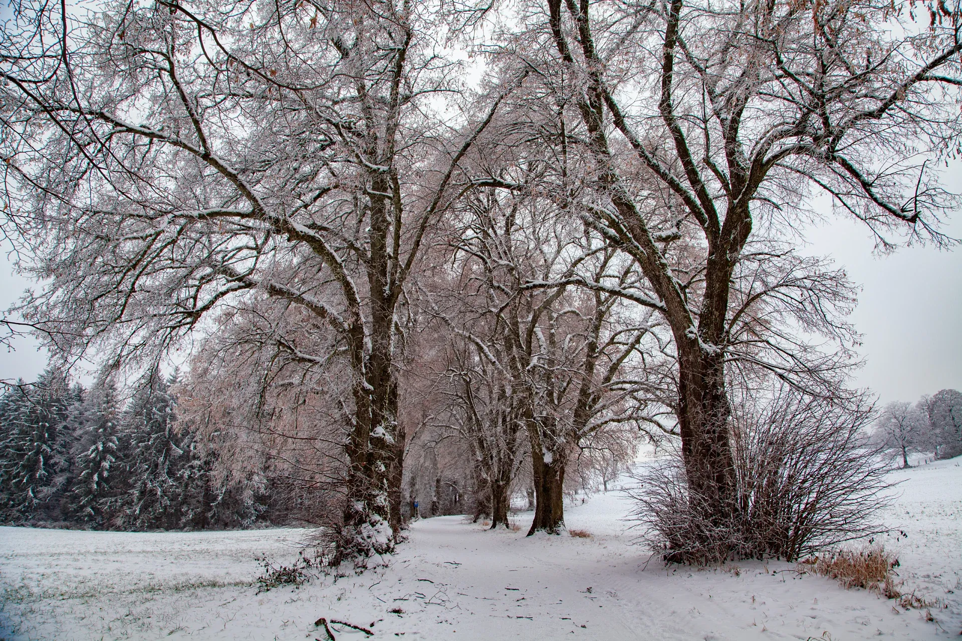 verschneite Baumallee mit Tannenwald und Hügelwiese im Hintergrund. Der Weg ist Wurzeln und Schnee bedeckt.