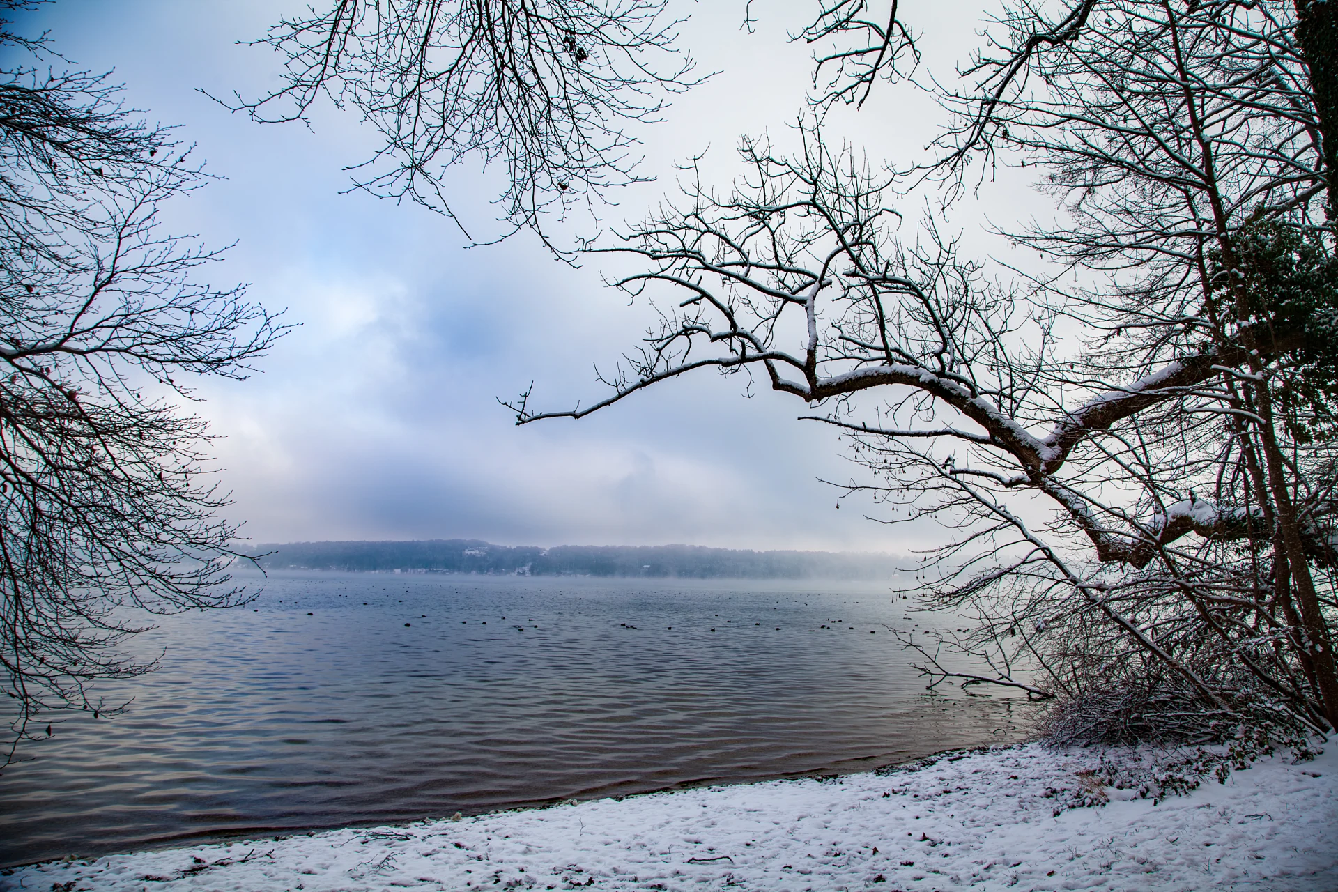 Verschneites Ufer am Starnberger See mit schneebedeckten Ästen, über dem Wasser liegt Nebel