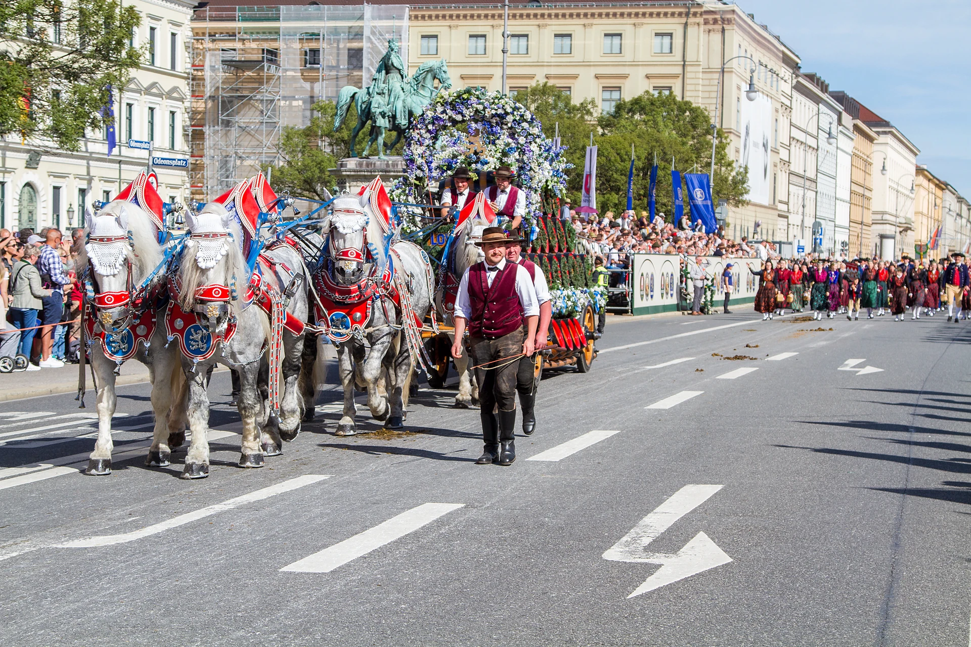 Ein Gespann aus Schimmeln mit rotem Zaumzeug zieht einen blumengeschmückten Brauereiwagen die Ludwigstraße hinauf, Trachten- und Schützenzug München