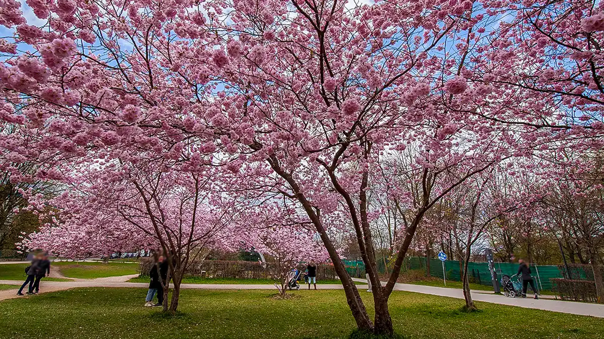Kirschbäume in voller Blüte am Petuelpark München rund um die Bäume sind Gehwege und Passanten, die neugierig auf die Blüten schauen.