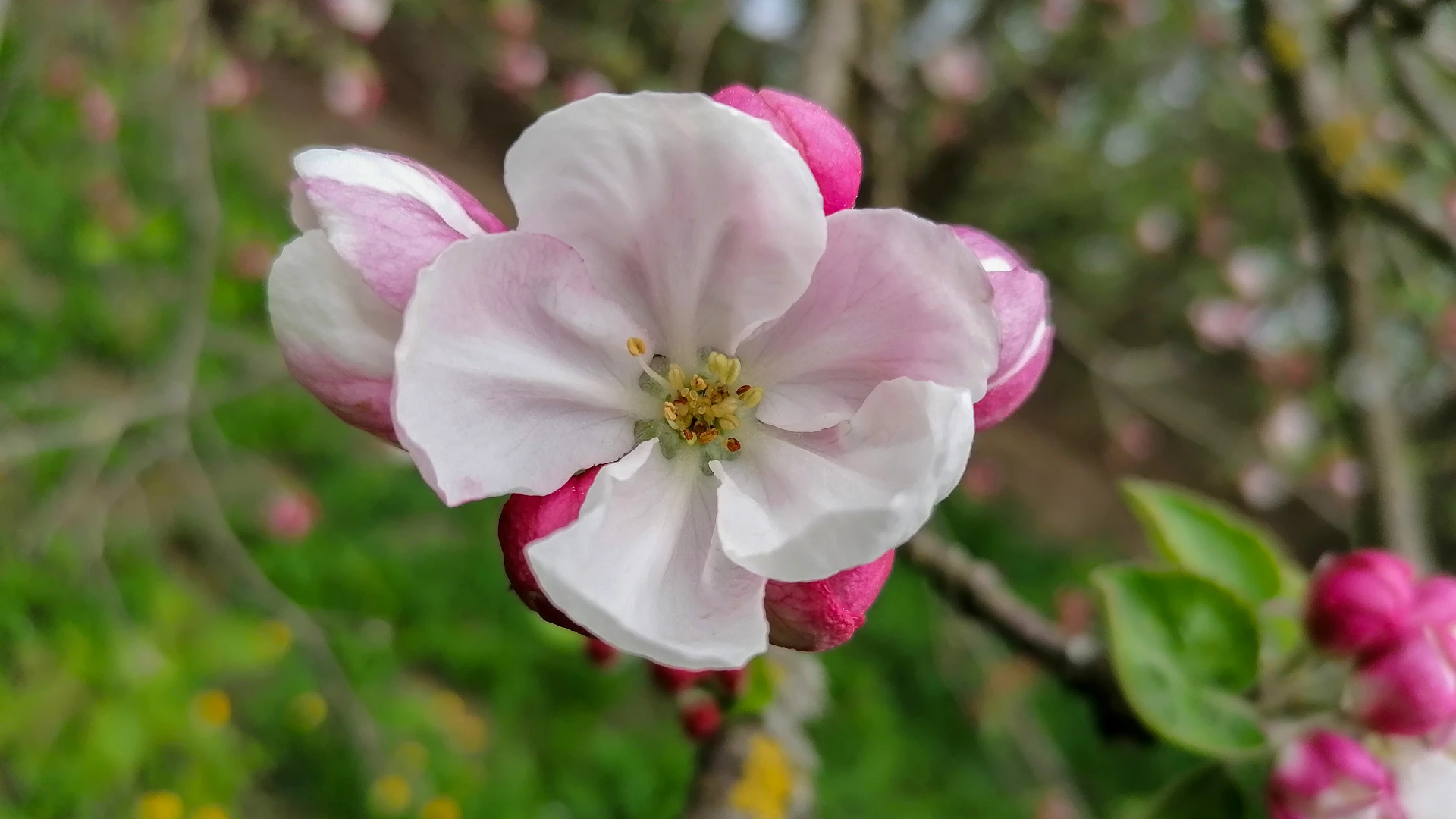 Eine geöffnete Apfelblüte mit weiß-rosa Blütenblättern und gelben Staubgefäßen, umgeben von kräftig pinkfarbenen, noch geschlossenen Knospen. Im unscharfen Hintergrund grüne Wiese, Zweige und weitere Blütenknospen.