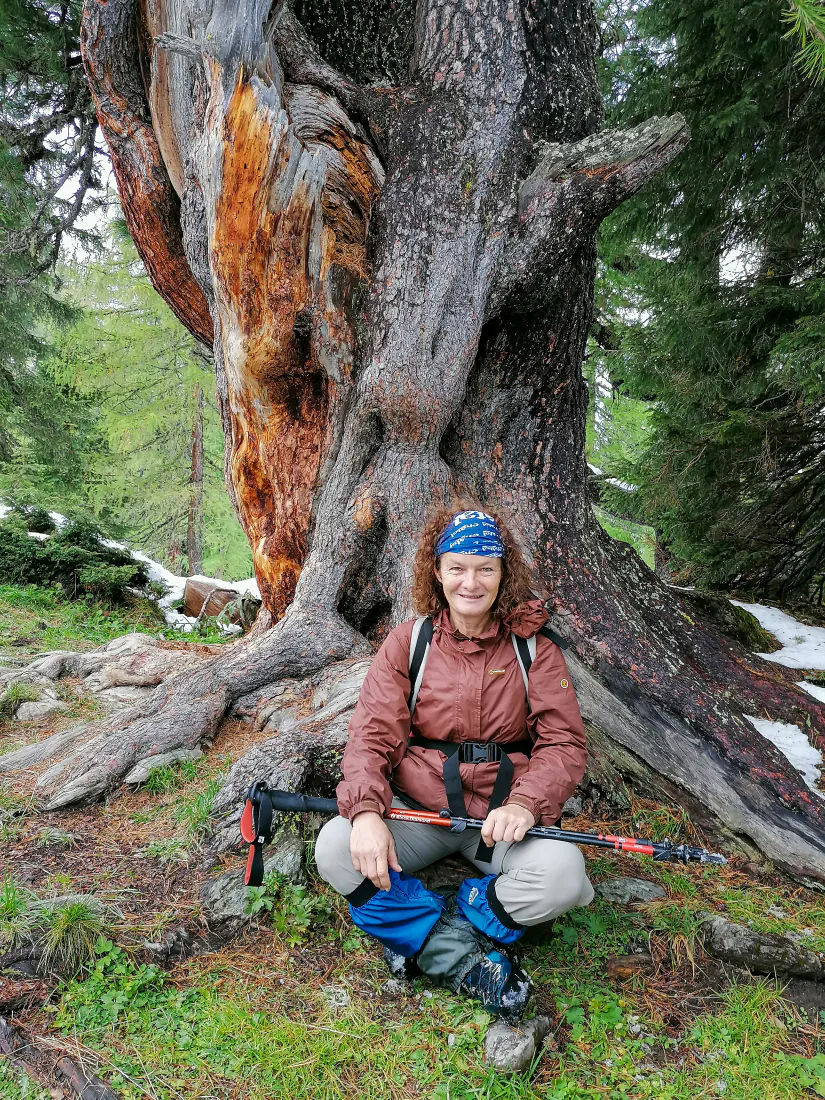 Eine Frau mit blauem Stirntuch sitzt im Schneidersitz vor dem mächtigen, teils entrindeten Stamm einer alten Zirbe, Wanderstöcke im Schoß, ringsum Nadelwald mit letzten Schneeresten.