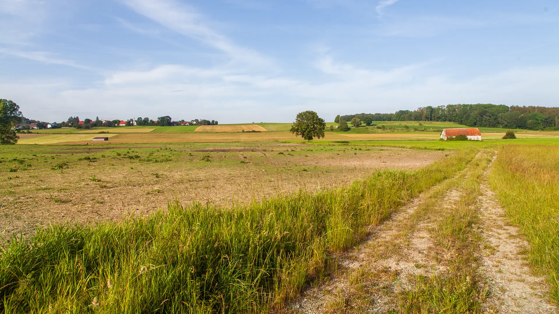 Moorfläche mit Feldweg der gerade zum Horizont führt. Braungrünes Gras, ein einzelner Baum und in der Ferne der Ort Pflaumdorf am Horizont.