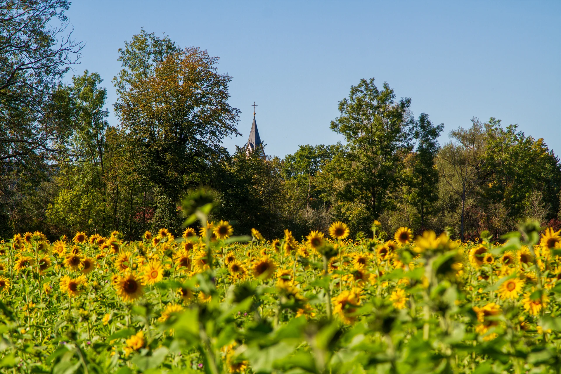 Ein weites Sonnenblumenfeld in voller Blüte, dahinter eine Baumreihe, über die der spitze Kirchturm der Pollinger Stiftskirche mit vergoldetem Kreuz ragt, darüber wolkenloser blauer Himmel