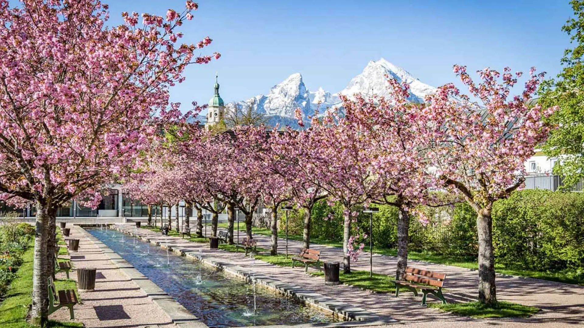 Der Kurpark Berchtesgaden - aufgereiht in zwei Alleen die blühenden Kirschbäume dazwischen Bänke und Wasserbrunnen. Im Hintergrund die Kirche von Berchtesgaden und der Watzmann mit schneebedecktem, weißem Gipfel